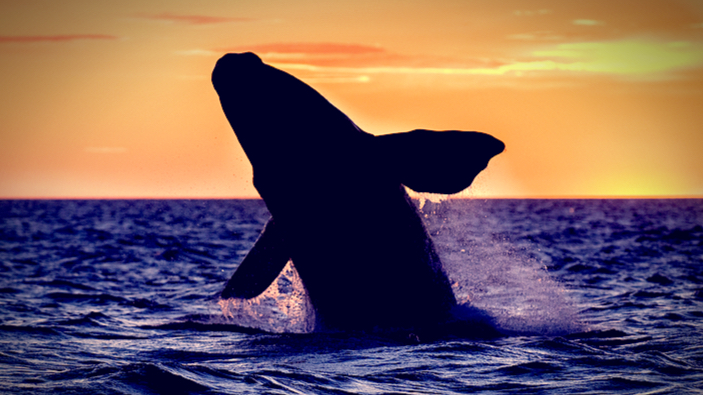 El origen de la ballena: Un mito patagónico