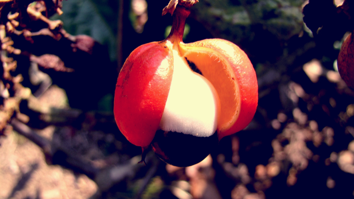 La Guaraná